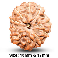 Dus Mukhi Rudraksha